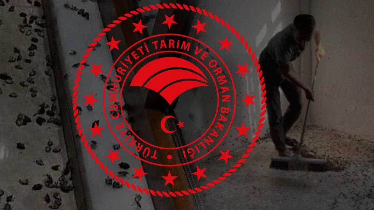 karadeniz kokarca bocegi istilasi altinda tarim ve orman bakanligindan kabusa son WDJwTxb7