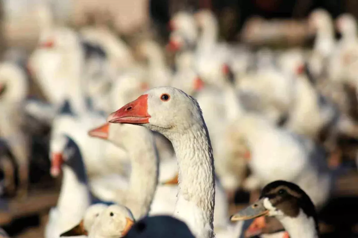 koray altintasin kaz yetistiriciligi basarisi bX9fiHPK