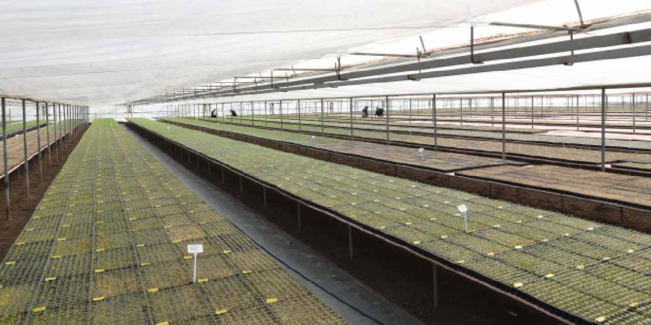 Arkadaş Tavsiyesiyle Büyüyen Sera İşletmesi: Bölgedeki İllere Fide Tedarik Ediyor